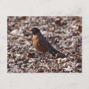 A Spring Robin Postcard