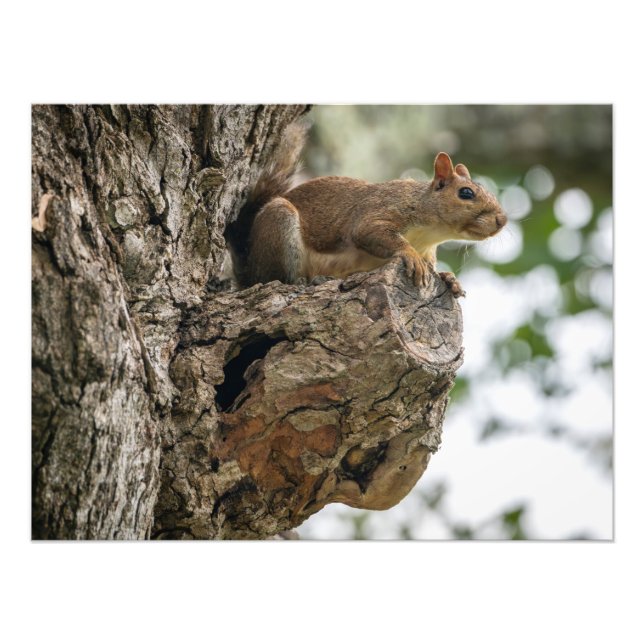 A squirrel perched on the knob of a tree. photo print (Front)