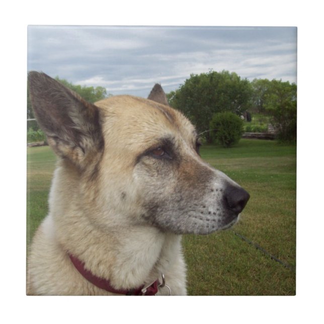 A staring German Shepard Ceramic Tile (Front)