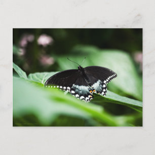 A Stately Appearance Postcard