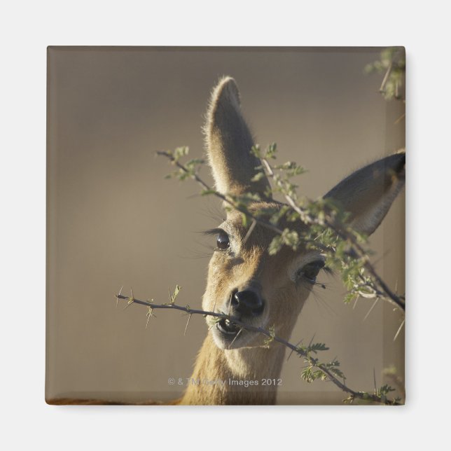 A Steenbok looking at the camera while it eats Magnet (Front)