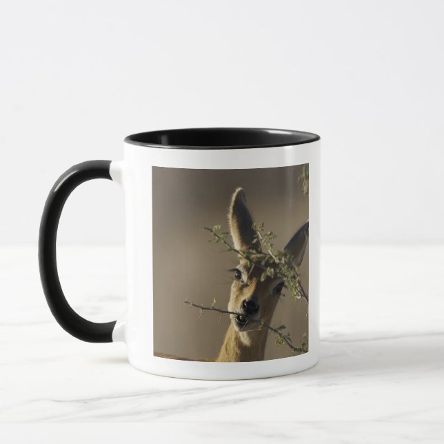 A Steenbok looking at the camera while it eats Mug (Left)