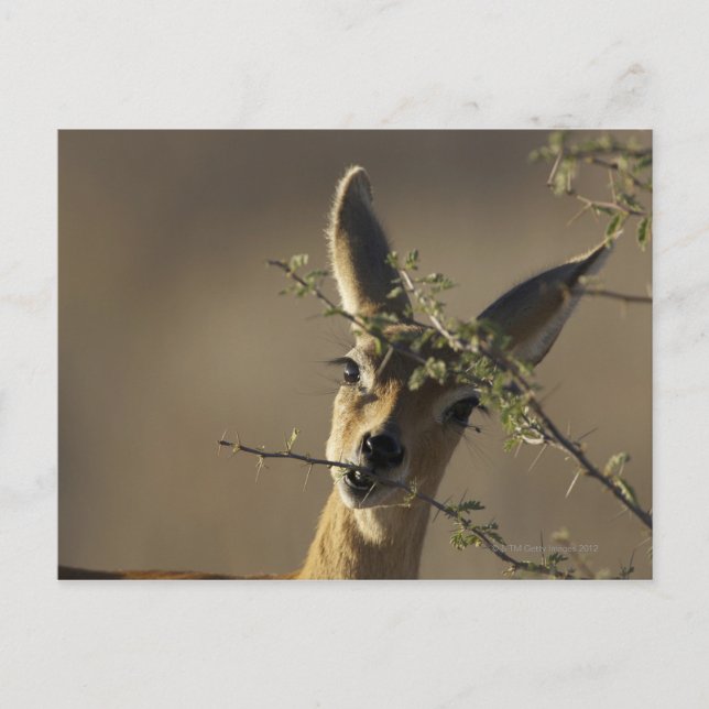 A Steenbok looking at the camera while it eats Postcard (Front)