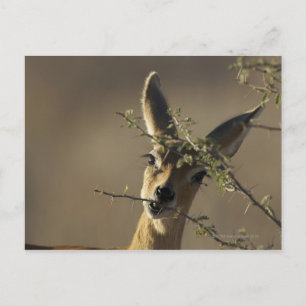 A Steenbok looking at the camera while it eats Postcard