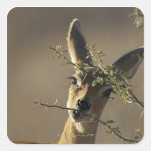 A Steenbok looking at the camera while it eats Square Sticker
