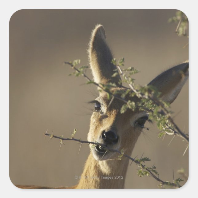 A Steenbok looking at the camera while it eats Square Sticker (Front)