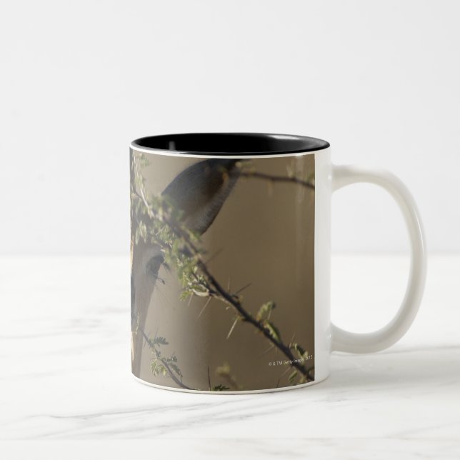 A Steenbok looking at the camera while it eats Two-Tone Coffee Mug (Right)