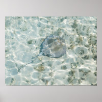 A Stingray