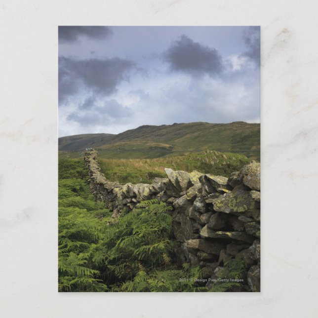 A Stone Fence Through Fields Postcard (Front)