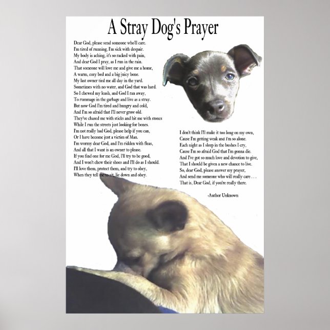 A Stray Dog's Prayer (alternate background colour) Poster (Front)