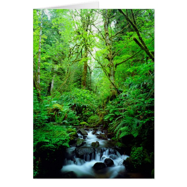 A stream in an old-growth forest (Front)