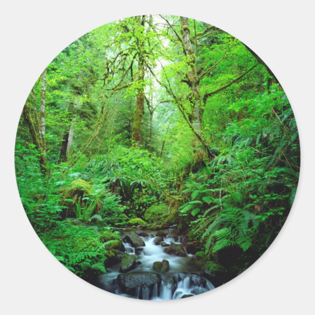 A stream in an old-growth forest classic round sticker (Front)