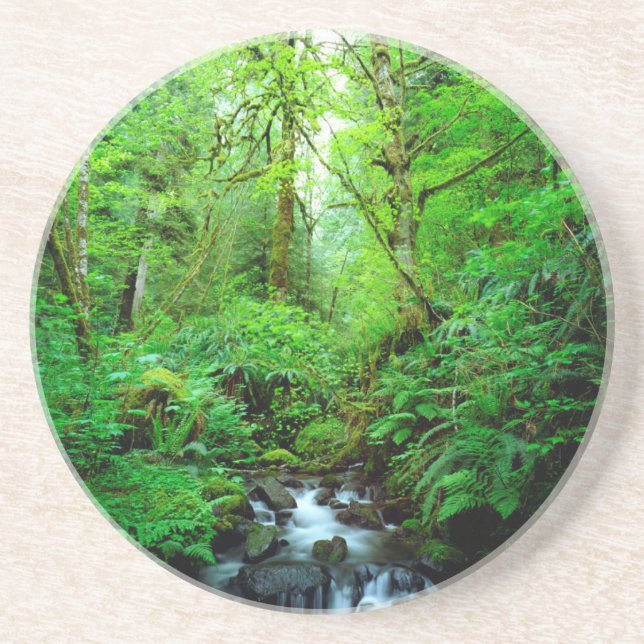 A stream in an old-growth forest coaster (Front)