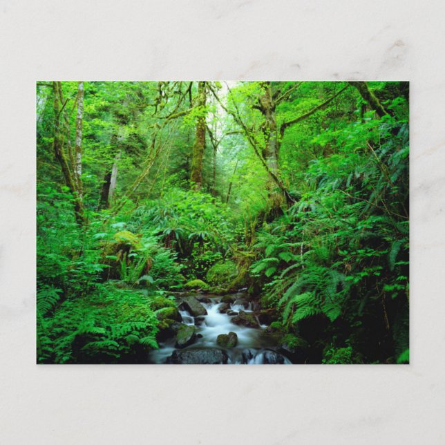 A stream in an old-growth forest postcard (Front)