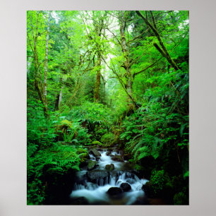 A stream in an old-growth forest poster