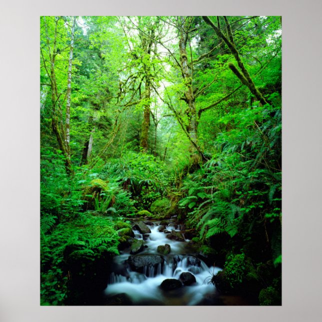 A stream in an old-growth forest poster (Front)