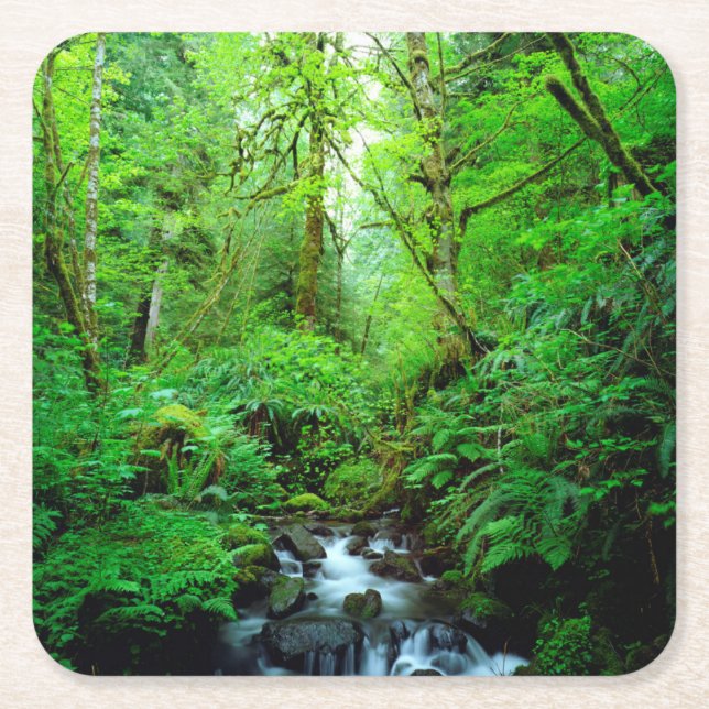 A stream in an old-growth forest square paper coaster (Front)