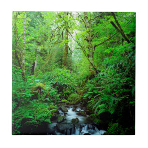 A stream in an old-growth forest tile