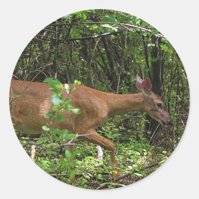 A Stroll Through the Woods Classic Round Sticker (Front)