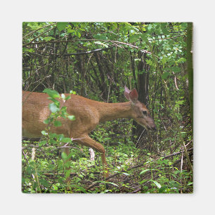 A Stroll Through the Woods Magnet