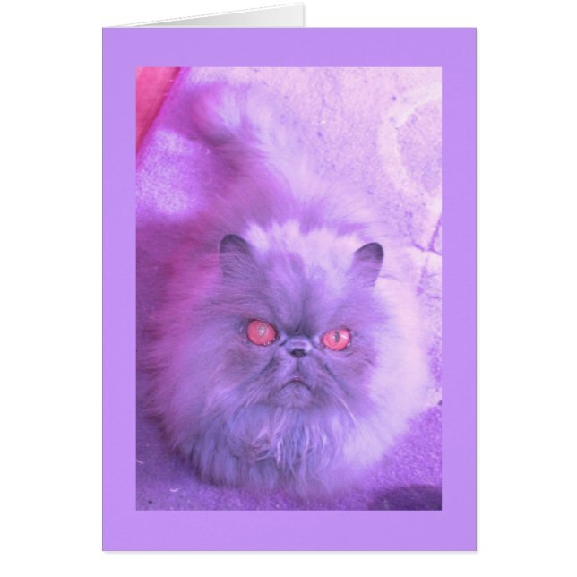 A Study In Lilac Persian Cat (Front)