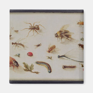 A Study of Insects Magnet