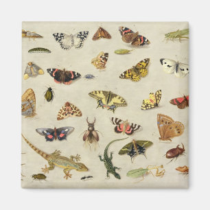 A Study of insects Magnet