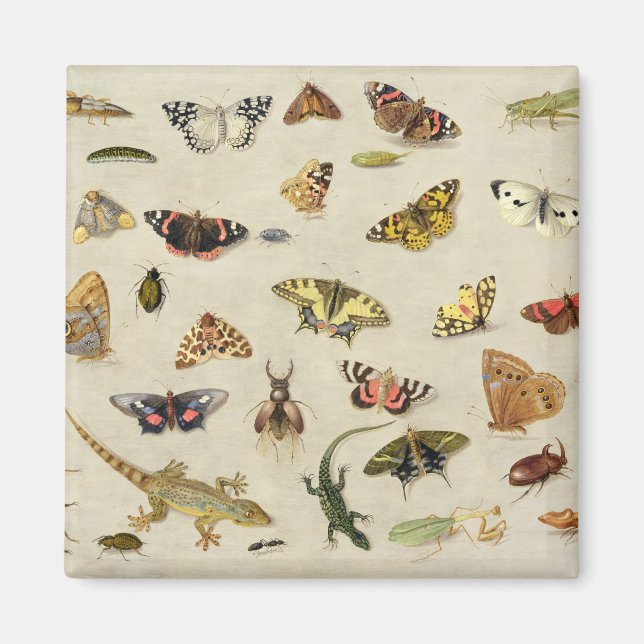 A Study of insects Magnet (Front)