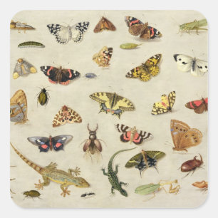 A Study of insects Square Sticker