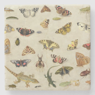 A Study of insects Stone Coaster