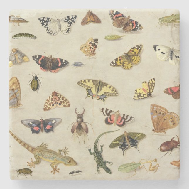 A Study of insects Stone Coaster (Front)