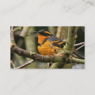 A Stunned But Safe Beautiful Varied Thrush Business Card