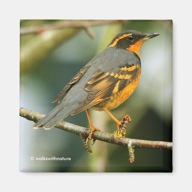 A Stunned But Safe Beautiful Varied Thrush Magnet (Front)