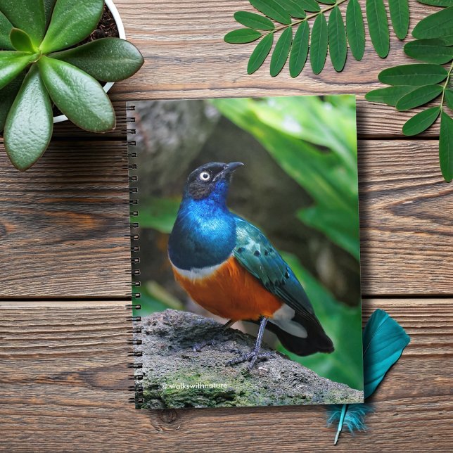 A Stunning African Superb Starling Songbird Notebook (African Super Starling on a Rock Journal Cover Photo)