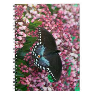 A Sulphur Butterfly In The Phoebis Family Notebook