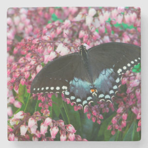 A Sulphur Butterfly In The Phoebis Family Stone Coaster