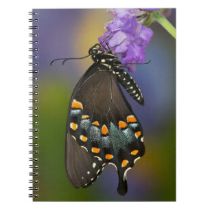 A Sulphur Butterfly Notebook