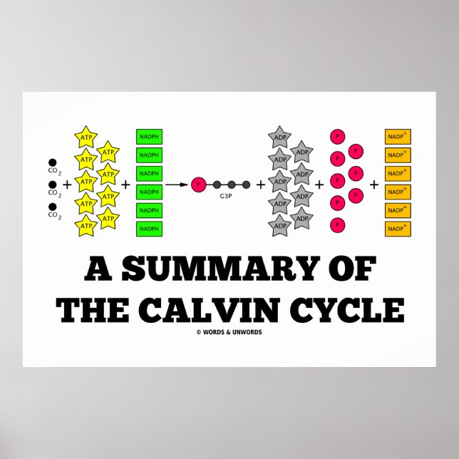 A Summary Of The Calvin Cycle (Photosynthesis) Poster (Front)
