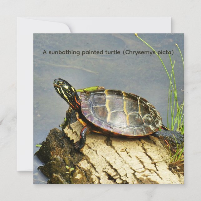 A sunbathing painted turtle (Front)
