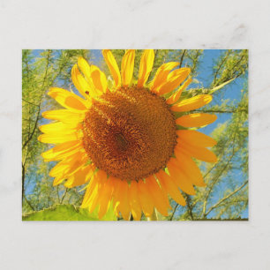 A Sunflower From Sunny Arizona Postcard