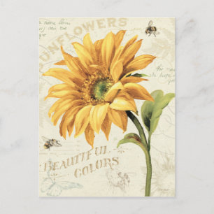A Sunflower in Full Bloom Postcard