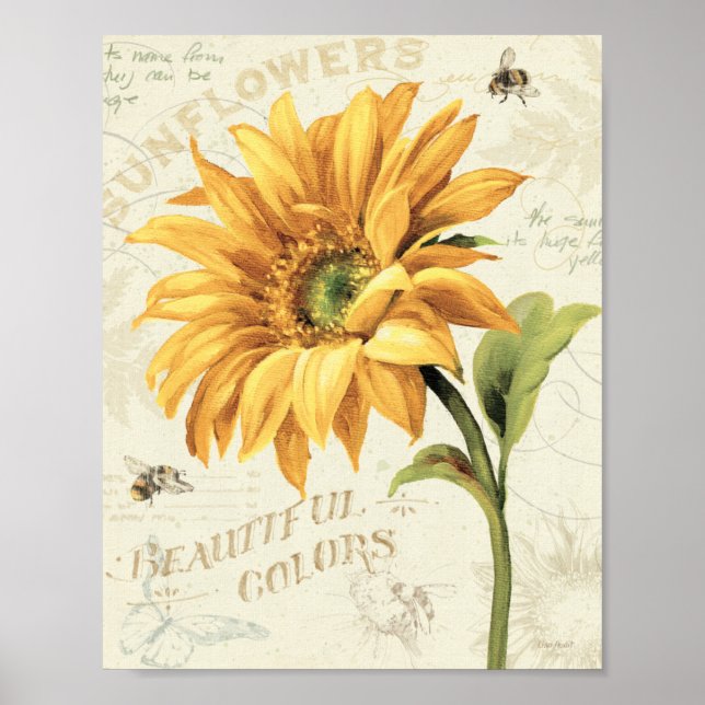 A Sunflower in Full Bloom Poster (Front)