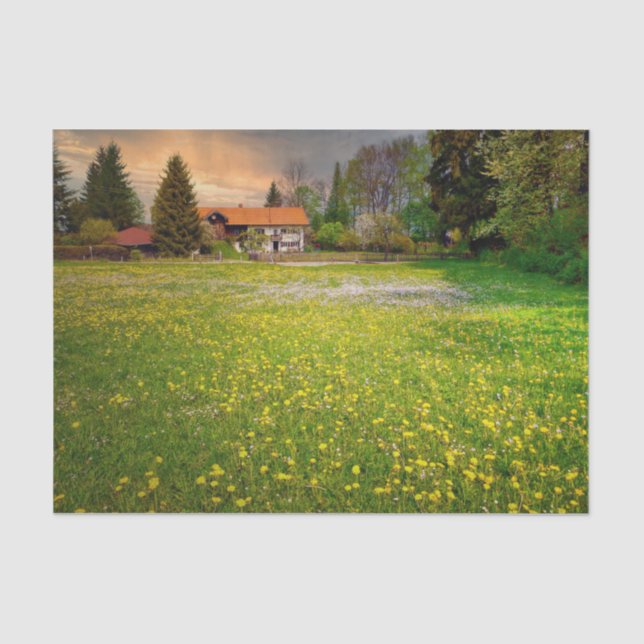 A Sunset Farm With a White and Yellow Flower Field Tissue Paper (Front)