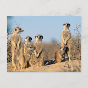 A Suricate family sunning themselves at their den Postcard