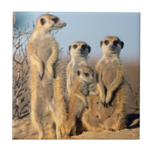 A Suricate family sunning themselves at their den Tile