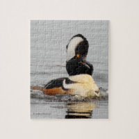 A Surprised Hooded Merganser Duck