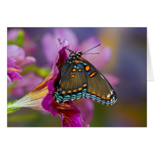 A Swallowtail Butterfly