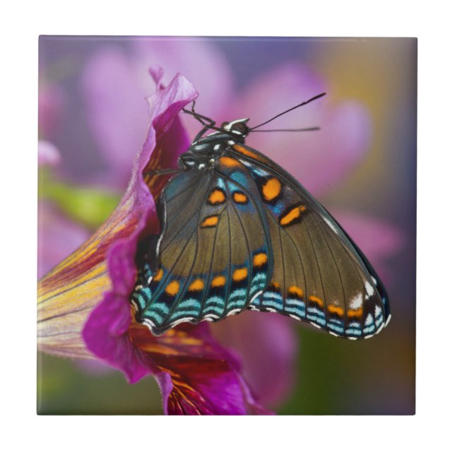 A Swallowtail Butterfly Ceramic Tile (Front)
