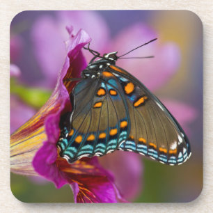 A Swallowtail Butterfly Coaster