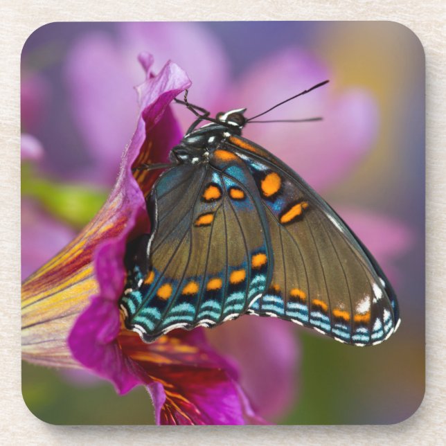 A Swallowtail Butterfly Coaster (Front)